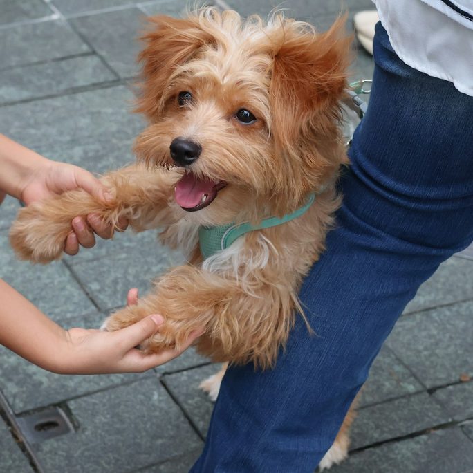 Someone holding the paw of a scruffy little dog