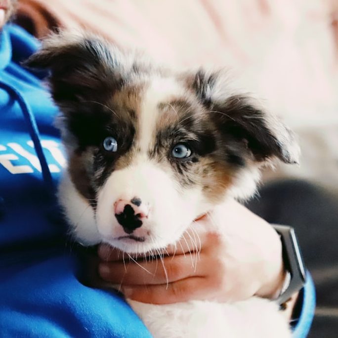 A blue-eyed merle puppy held in someone's arms