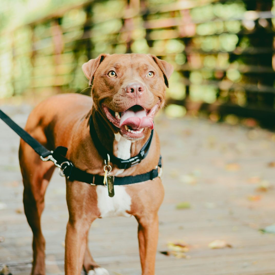 A smiling brown dog in a harness standing outdoors